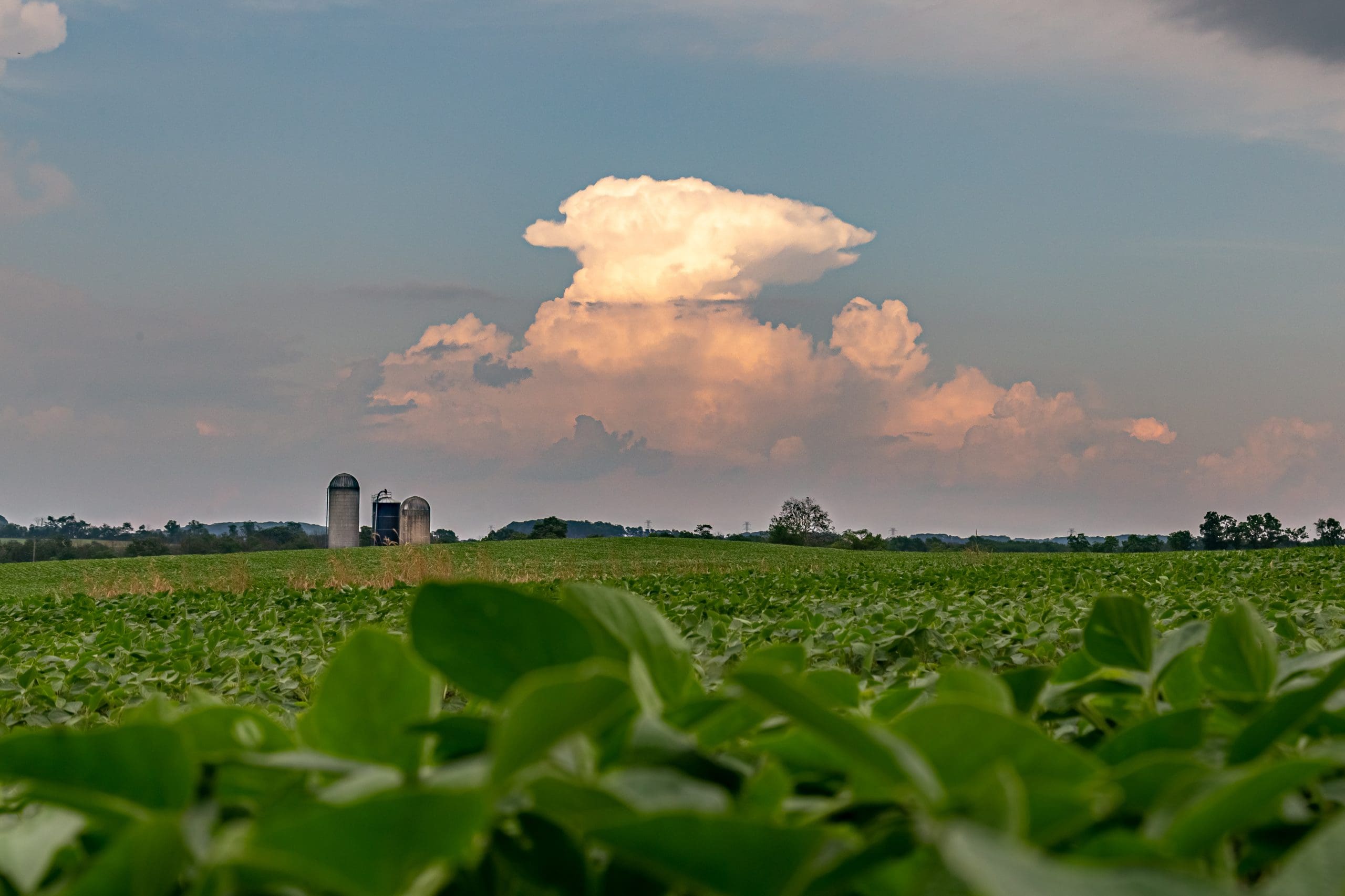 farmland in summer